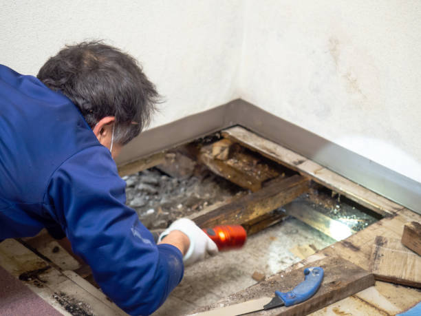 Best Mold Testing  in Plainfield, IL