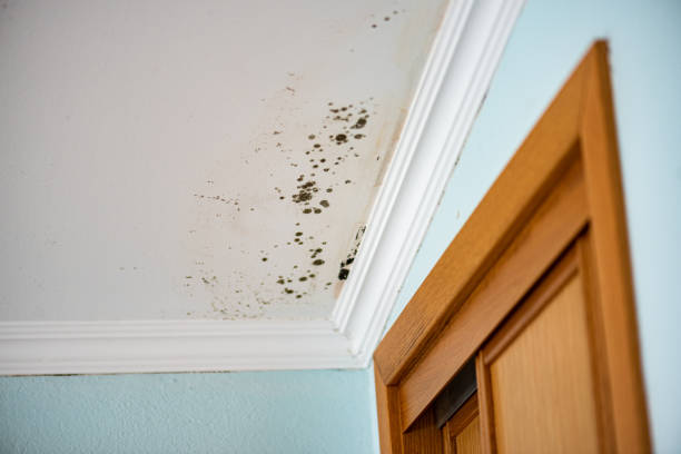 Best Mold Removal Company Near Me  in Plainfield, IL