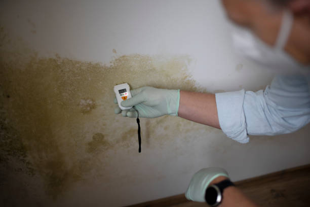 Best Attic Mold Removal  in Plainfield, IL