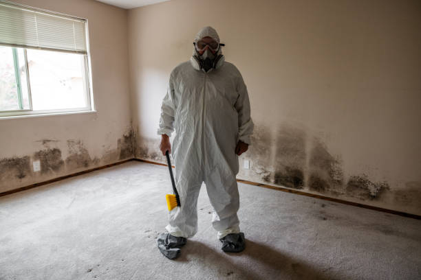 Trusted Plainfield, IL Mold Removal Experts
